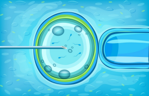 Fertilization